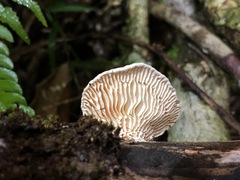 Trametes vespacea