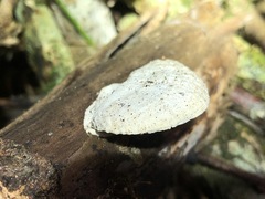 Trametes vespacea