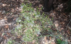 Senecio quadridentatus