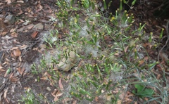 Senecio quadridentatus