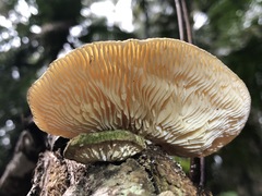 Trametes vespacea