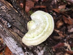 Trametes vespacea