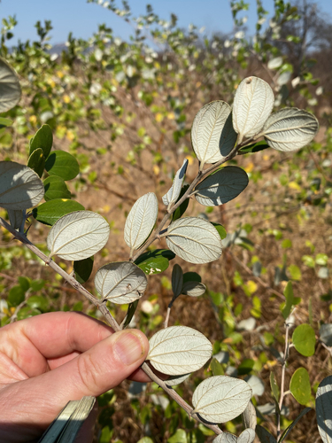 Ziziphus mauritiana image