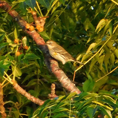 Setophaga coronata coronata