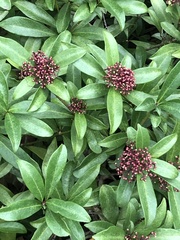 Skimmia