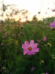 Cosmos bipinnatus
