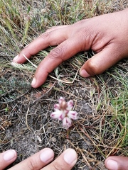 Lachenalia contaminata