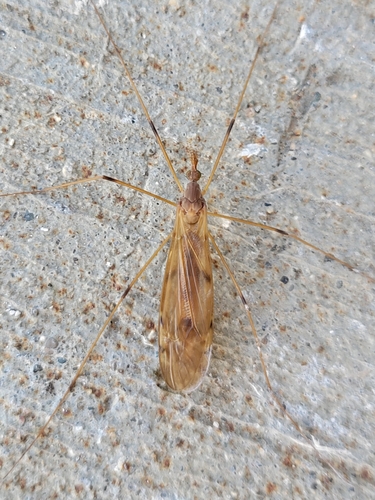 Unknown species found near Burns Park, Ann Arbor, MI, USA