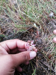 Lachenalia contaminata