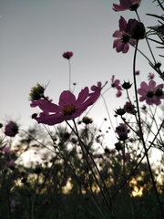 Cosmos bipinnatus