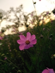 Cosmos bipinnatus