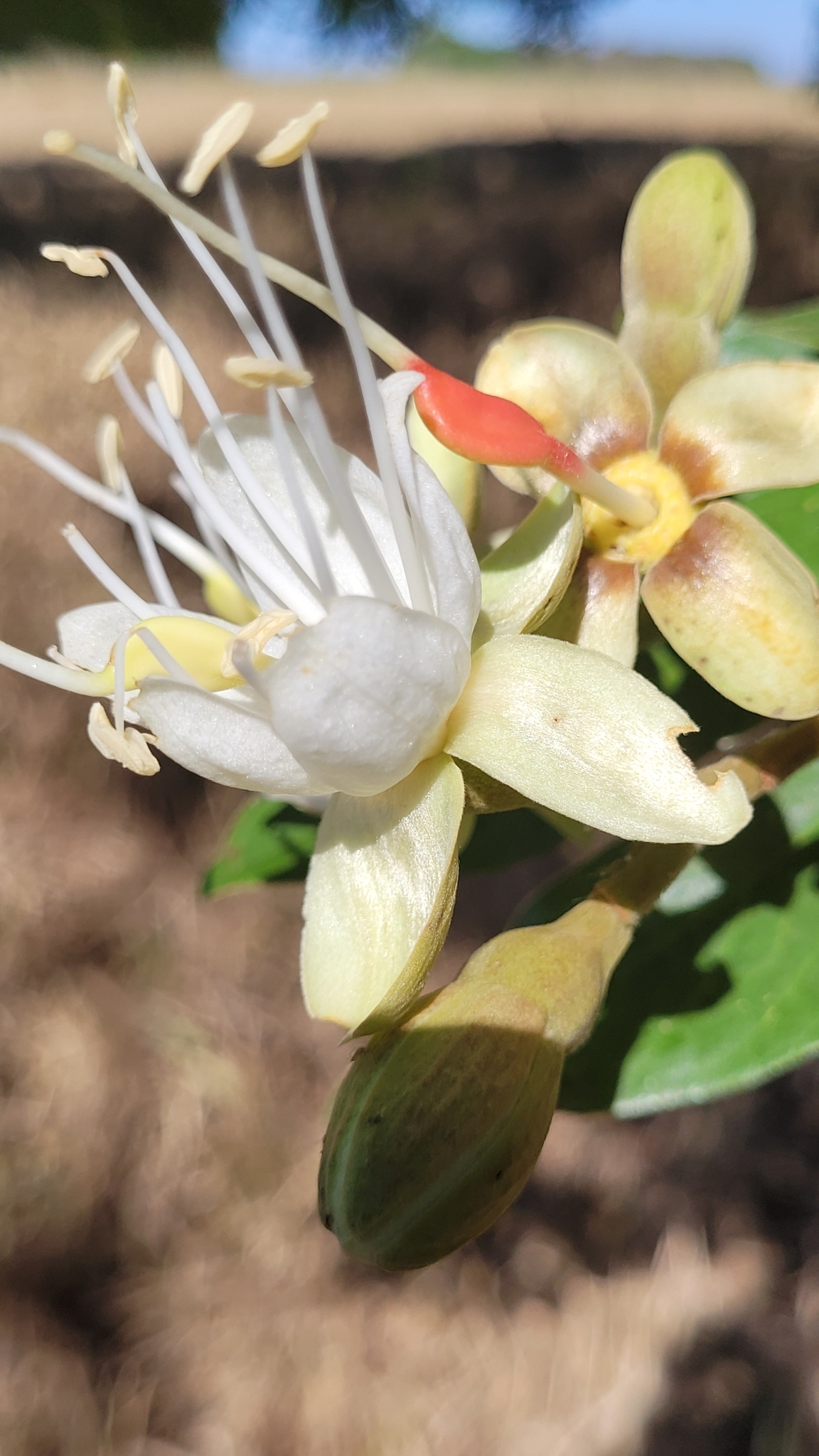 Hymenaea martiana