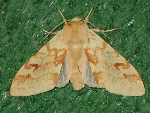 Spotted Tussock Moth, photo 8 of 9