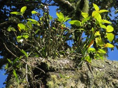 Dermatobotrys saundersii