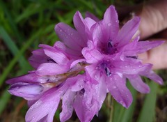 Dierama erectum