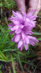Dierama erectum