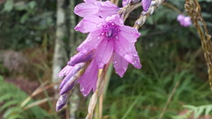 Dierama erectum