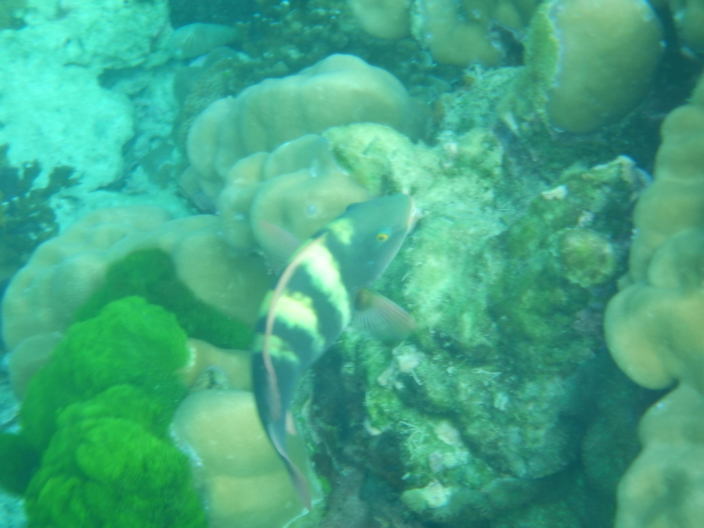 Greenhead Parrotfish