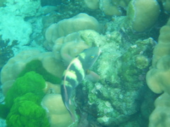 Chlorurus troschelii