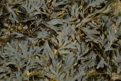 Fucus macroguiryi