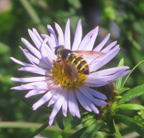 Unknown species found near Tillamook County, OR, USA