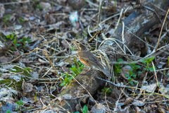 Turdus iliacus