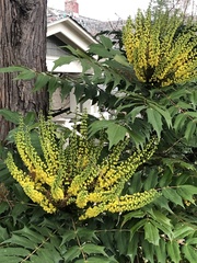 Berberis × hortensis