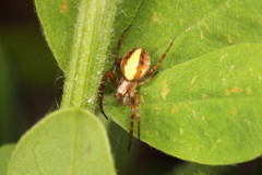 Novaranea queribunda