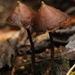 Psilocybe banderillensis - Photo (c) Alan Rockefeller, some rights reserved (CC BY), uploaded by Alan Rockefeller