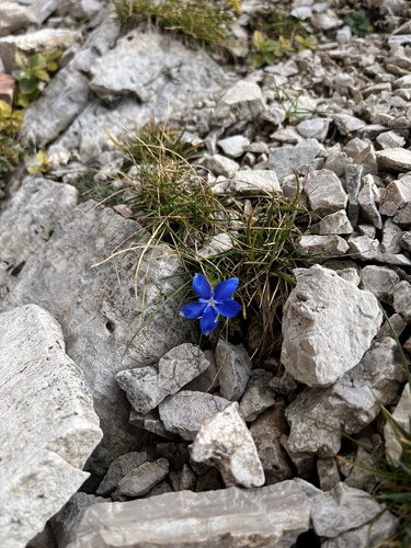 Gentiana terglouensis, photograph 6