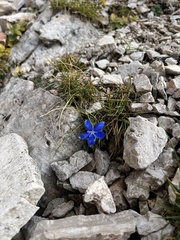 Gentiana terglouensis, photograph author not stated, no rights reserved