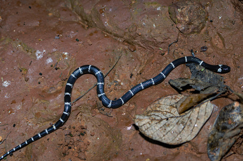 Boehme’s wolf Snake