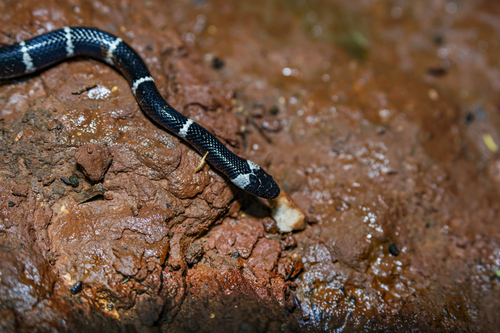 Boehme’s wolf Snake