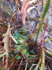 Actinotus bellidioides