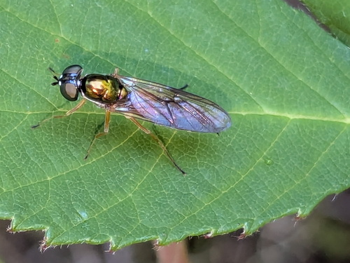Unknown species found near Vashon, WA, USA