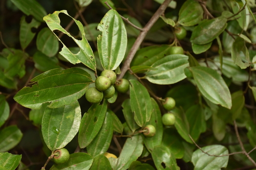 Ziziphus cambodiana