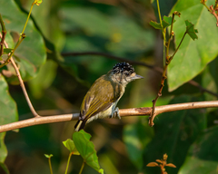 Fine-Barred Piculet photo 2