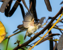 Fine-Barred Piculet photo 3