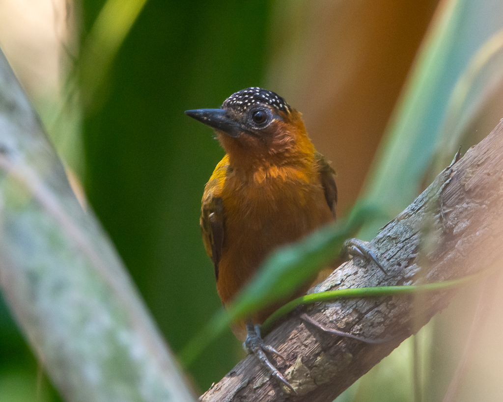 Rufous-breasted Piculet illustration