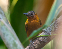 Rufous-Breasted Piculet photo 1