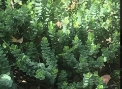 Wikstroemia uva-ursi