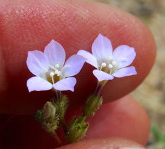 Gilia sinuata