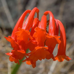 Cyrtanthus macowanii