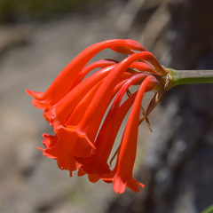 Cyrtanthus macowanii