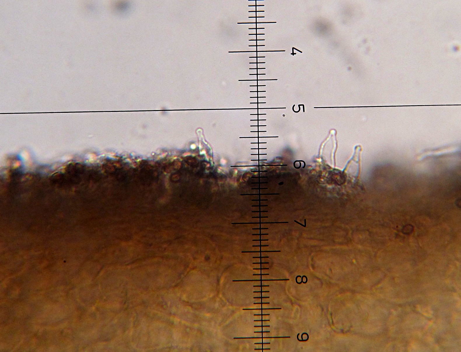 Psilocybe banderillensis image