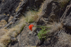 Cyrtanthus macowanii