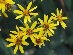 Senecio scandens