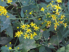 Senecio scandens