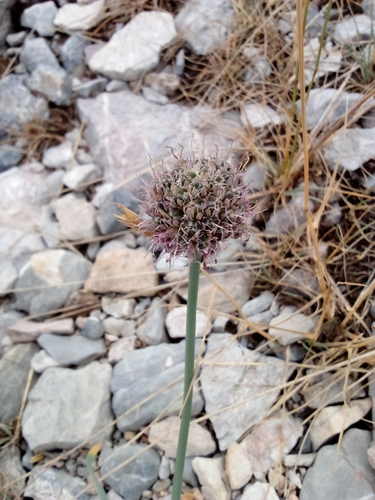 Allium carolinianum, photograph 1