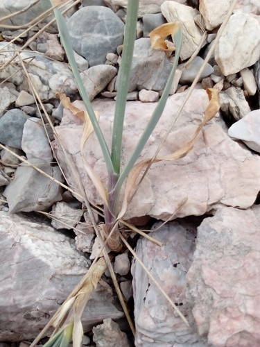 Allium carolinianum, photograph 2